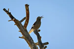 Eroded Canyon Scene Prints: Clark's Nutcracker Singing
Clark's Nutcracker Singing