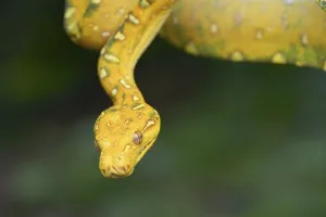 Close up photo of a green tree python