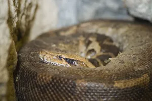 Detailed Wildlife Photography Prints: Close-up of a coloured python (python curtus) curled up and looking into the camera