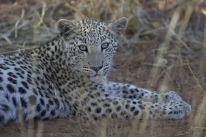 Deserted Animal Habitat Prints: Close-up of a leopard with a sharp pattern on its face