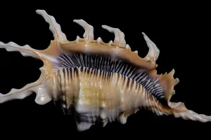 Black Background Seashell Prints: Close-up of a Scorpion Conch Shell on a solid black background