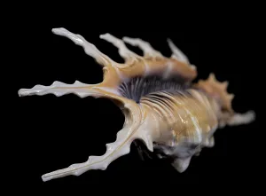 Close Up Underwater Photo Prints: Close-up of a Scorpion Conch Shell on a solid black background