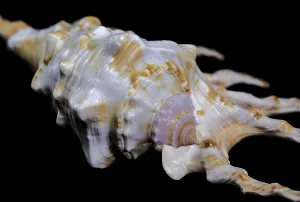 Underwater Photo Gallery Prints: Close-up of a Scorpion Conch Shell on a solid black background
