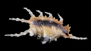 Natural Texture Patterns Prints: Close-up of a Scorpion Conch Shell on a solid black background