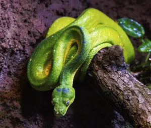 Poisonous Reptile Photography Prints: Closeup of a green tree python snake