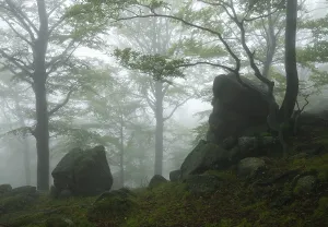 Czech Republic Nature Prints: Cloud forest with rocks and trees