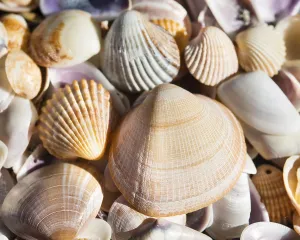 Uninhabited Coastline Pictures Prints: Cockle shells (Cerastoderma edule)