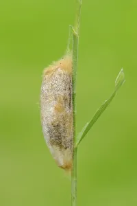Deserted Plant Habitat Prints: Cocoon, The Drinker (Euthrix potatoria)
