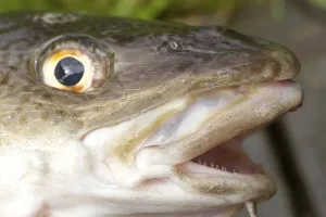 European Fish Species Prints: Cod, cod (gadus, morhua)