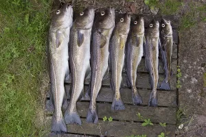 Swedish Nature Reserves Prints: Cod, cod (gadus, morhua)