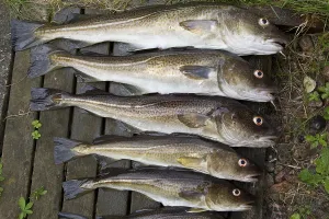 Atlantic Cod Prints: Cod, cod (gadus, morhua)
