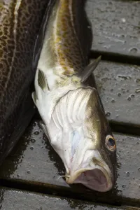 Wild Animal Photography Sweden Prints: Cod, codfish (gadus, morhua)