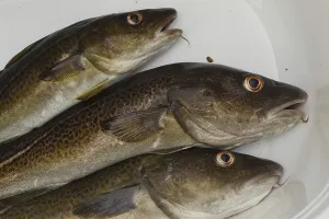 Atlantic Cod Prints: Cod, codfish (gadus, morhua)