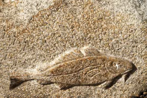 Bony Fish Europe Prints: Cod from stone in Denmark
