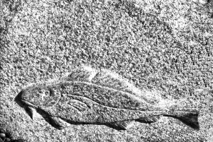 Deserted Danish Coastline Prints: Cod from stone in Denmark
