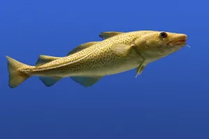 Fish Species Prints: Codfish (Gadus)