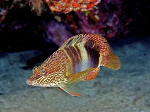 Gran Canaria Dive Site Prints: Colourful scribbler (Serranus scriba)