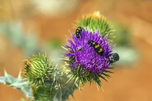Trichodes Apiarius Prints: Common bee beetle (Trichodes apiarius)