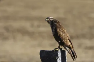 Eurasian Buzzard Prints: Common buzzard