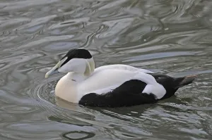 Animal Photography In The Wild Prints: Common eider