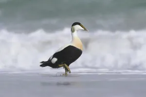 North Sea Coastal Birds Prints: Common eider