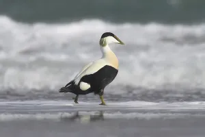 Schleswig Holstein Birds Prints: Common eider