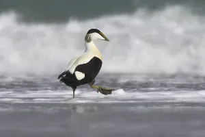 Schleswig Holstein Wildlife Images Prints: Common eider