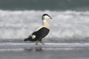 Anatinae Species Prints: Common eider
