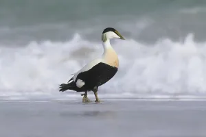 Schleswig Holstein Bird Life Prints: Common eider