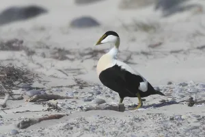 Anatidae Species Images Prints: Common eider