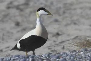 Schleswig Holstein Wildlife Images Prints: Common eider