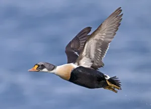 Common Eider in Flight Print, Northern Norway