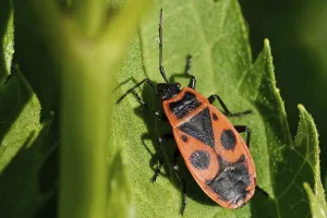 Common Fire Bug Prints: Common fire bug