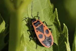 Pterygote Insects Online Prints: Common fire bug