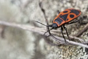 True Bug Images Prints: Common fire bug
