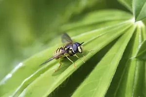 Compound Eyes Prints: Common hover fly on a leaf