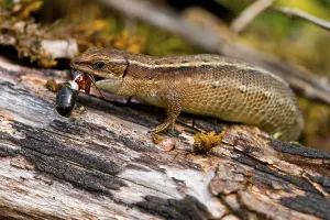 Viviparous Lizard Species Prints: Common Lizard