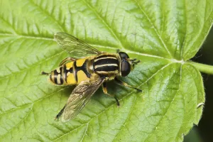 Hoverfly Images Prints: Common marsh hoverfly, Common marsh hoverfly