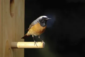 Environmental Protection Animals Prints: Common redstart at the nesting box