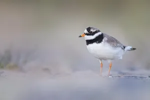 Dutch Coastline Landscape Prints: Common Ringed Plover (Charadrius hiaticula)