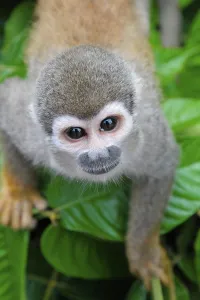 New World Monkeys Images Prints: Common squirrel monkey