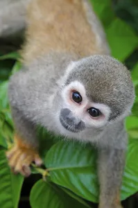 Common Squirrel Monkey Prints: Common squirrel monkey