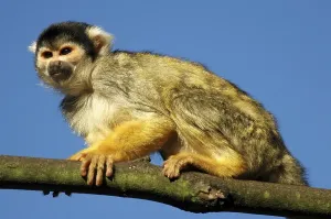 Monkey Species Prints: Common Squirrel Monkey (Saimiri sciureus)
