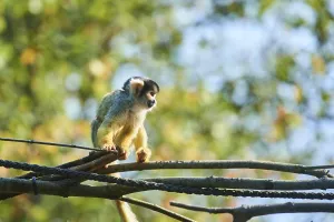 European Primates Prints: Common squirrel monkey (Saimiri sciureus)