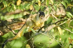 Primate Animals Prints: Common squirrel monkey (Saimiri sciureus)
