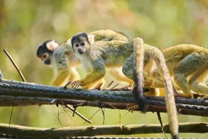 Common Squirrel Monkey Prints: Common squirrel monkey (Saimiri sciureus)