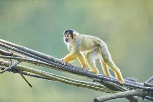 Common Squirrel Monkey Prints: Common squirrel monkey (Saimiri sciureus)