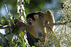 South America Animal Life Prints: Common squirrel monkey (Saimiri sciureus)