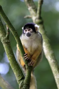 Common Squirrel Monkey Prints: Common Squirrel Monkey (Saimiri sciureus)