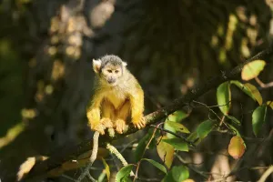 Common Squirrel Monkey Prints: Common squirrel monkey (Saimiri sciureus)